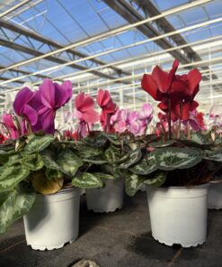 Cyclamen (Farbmix)