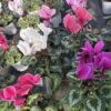 Cyclamen (Farbmix) – Bild 3