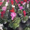 Cyclamen (Farbmix) – Bild 2