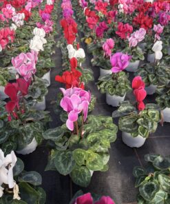 Alternative view of Cyclamen (Farbmix)