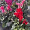 Cyclamen Gefranst (Farbmix) – Bild 3