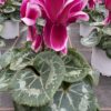 Cyclamen Fantasia (rot, magenta) – Bild 2