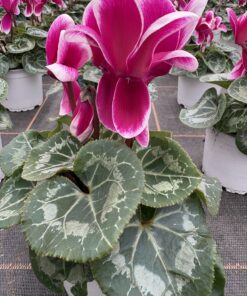 Alternative view of Cyclamen Fantasia (rot, magenta)