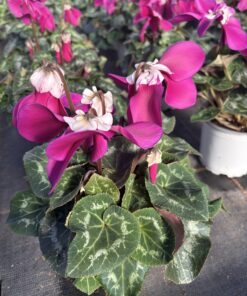 Cyclamen Fleur En Vogue