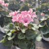 Cyclamen Illusia – Bild 2