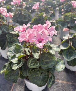 Alternative view of Cyclamen Illusia