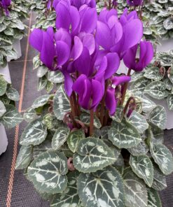 Cyclamen Dragon Blue