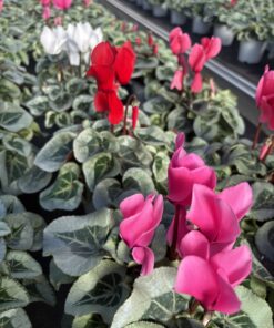 Cyclamen Metallis (Farbmix)