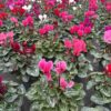 Cyclamen Mini (Farbmix) – Bild 2