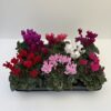 Cyclamen Mini (Farbmix)