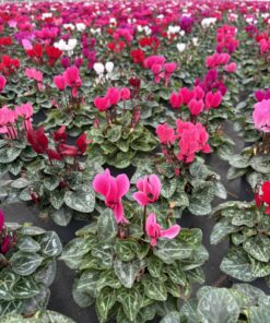 Alternative view of Cyclamen Mini (Farbmix)