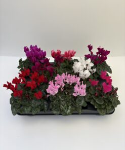 Cyclamen Mini (Farbmix)