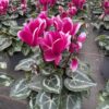 Cyclamen Mini Fantasia – Bild 3