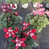 Cyclamen Djix