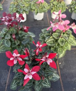 Cyclamen Djix