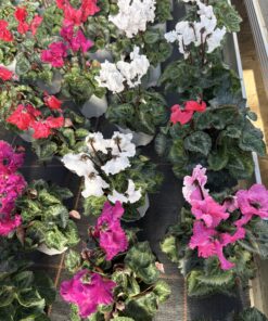 Cyclamen Mini Merengue (Farbmix)