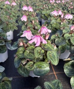 Cyclamen Petticoat