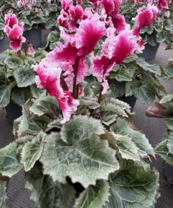 Cyclamen Abanico