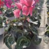 Cyclamen Gefranst (Farbmix) – Bild 2