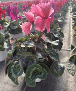 Alternative view of Cyclamen Gefranst (Farbmix)