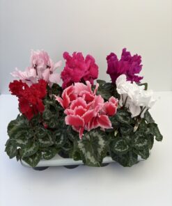 Cyclamen Gefranst (Farbmix)
