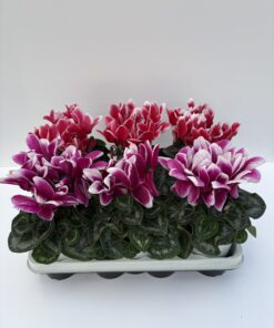 Cyclamen Fantasia (rot, magenta)