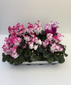 Cyclamen Indiaka