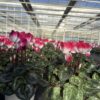 Cyclamen Indiaka – Bild 3
