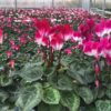 Cyclamen Indiaka – Bild 2