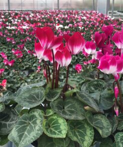 Alternative view of Cyclamen Indiaka