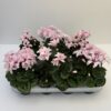 Cyclamen Illusia