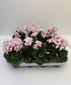 Cyclamen Illusia