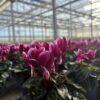 Cyclamen Mini Fantasia – Bild 2