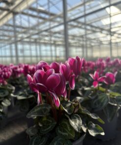 Alternative view of Cyclamen Mini Fantasia