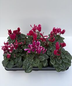 Cyclamen Mini Fantasia
