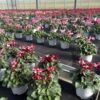 Cyclamen Djix – Bild 2