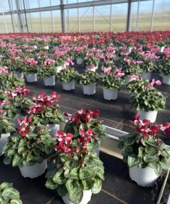 Alternative view of Cyclamen Djix