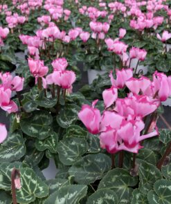 Cyclamen Mini Victoria