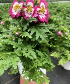 Schizanthus/Bauernorchidee (Farbmix)