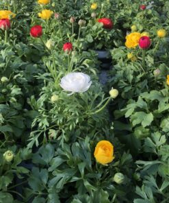 Ranunculus Farbmix