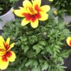 Bidens – Bild 3