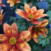 Bidens – Bild 2