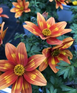 Alternative view of Bidens