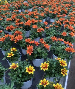 Bidens