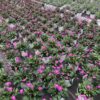 Brachyscome – Bild 3