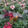 Diascia – Bild 3
