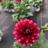 Dahlien (Farbmix) – Bild 7