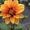 Dahlien (Farbmix) – Bild 2