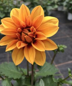 Alternative view of Dahlien (Farbmix)