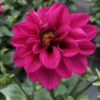 Dahlien (Farbmix) – Bild 4